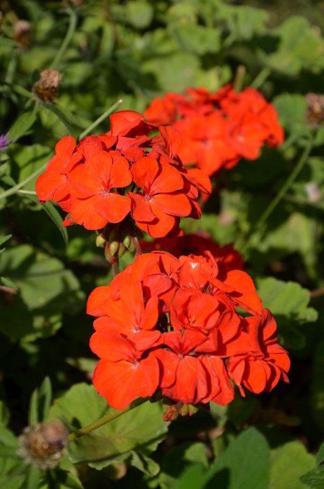 Pelargonium x 'Lequinteau'